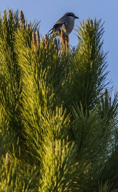 3 sovrum Villa till salu i Las Colinas Golf med pool - 875 000 € (Ref: 9246973)