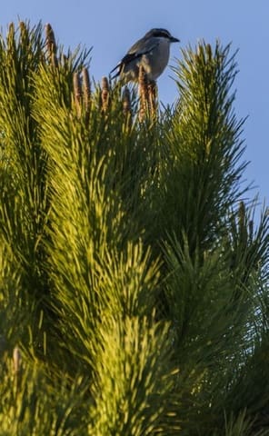 3 sovrum Villa till salu i Las Colinas Golf, Orihuela med pool - 875 000 € (Ref: 9246973)