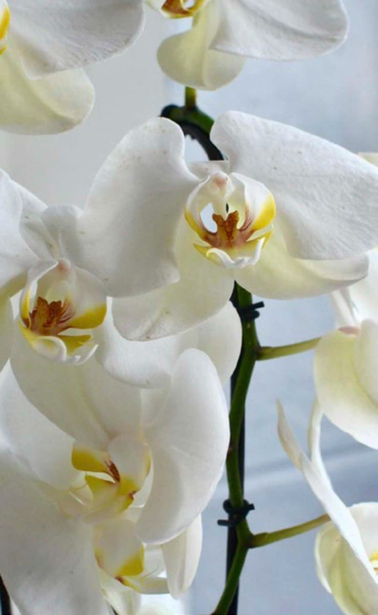 3 sovrum Villa till salu i Las Colinas Golf med pool - 875 000 € (Ref: 9246973)