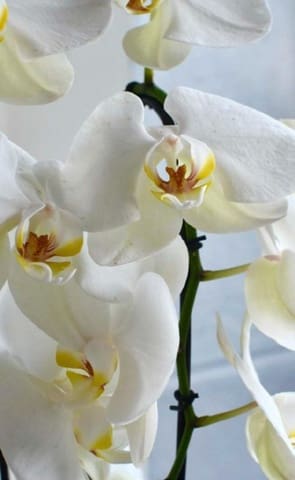 3 sovrum Villa till salu i Las Colinas Golf, Orihuela med pool - 875 000 € (Ref: 9246973)