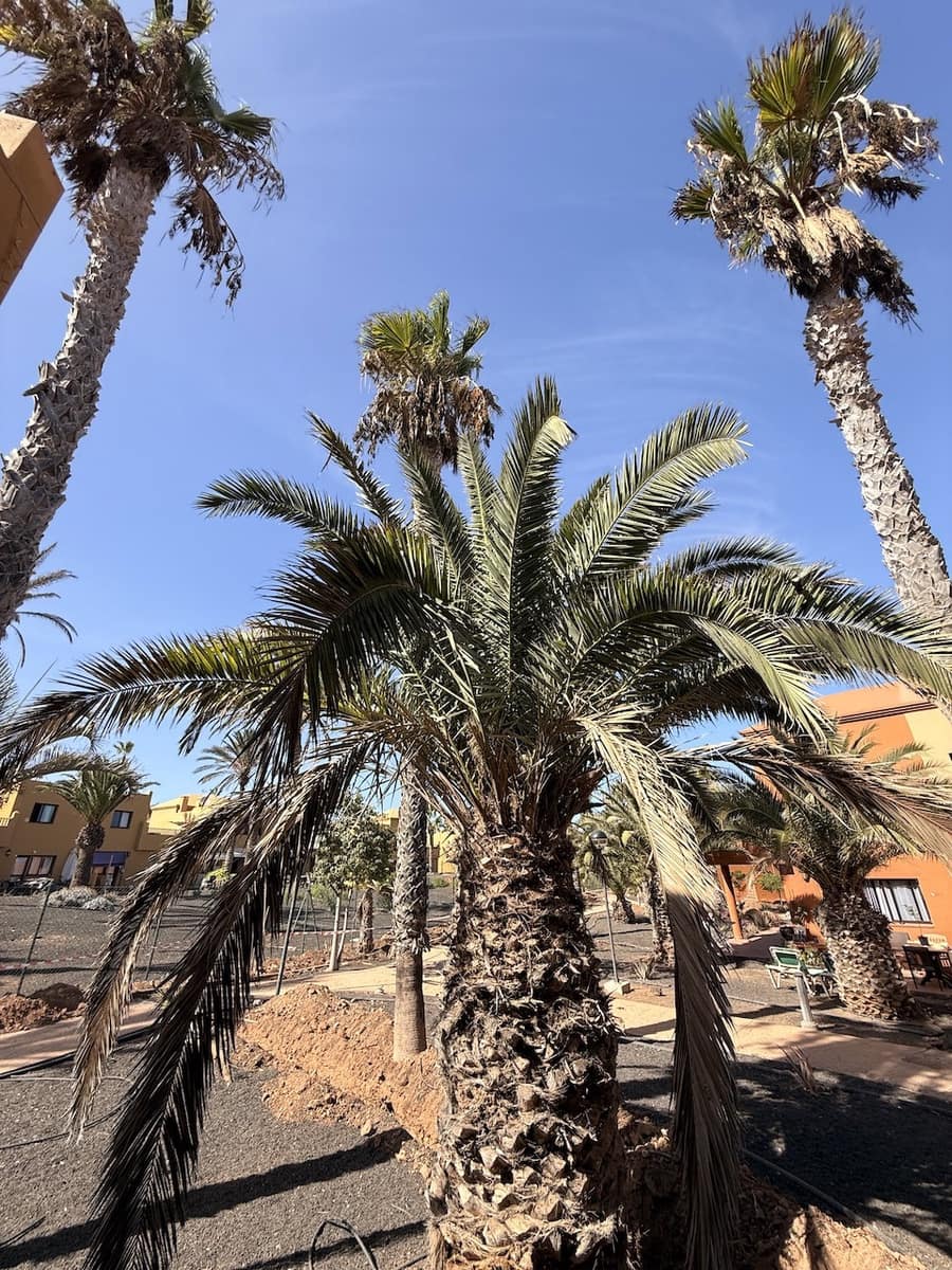 1 sovrum Lägenhet till salu i Corralejo med pool garage - 160 000 € (Ref: 10130700)