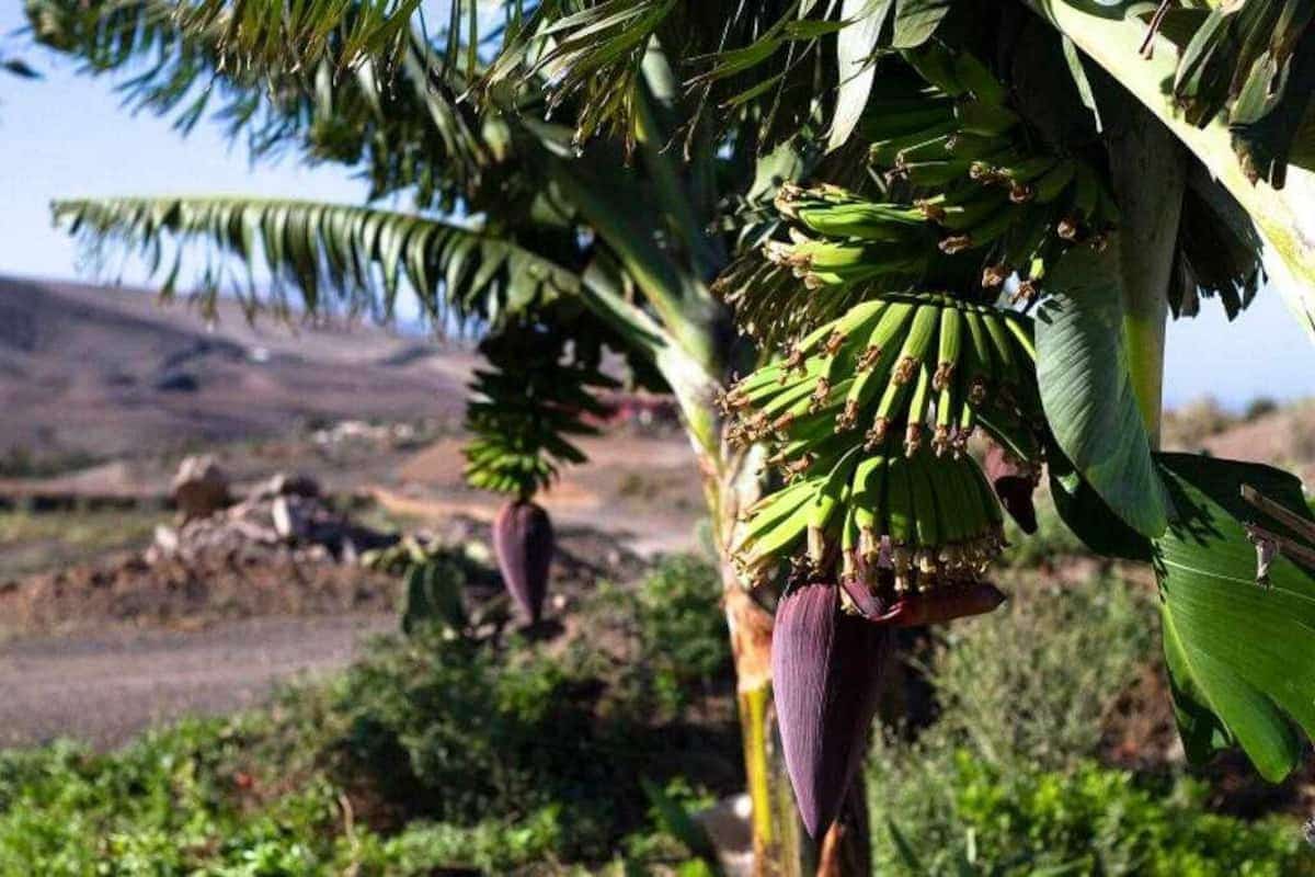 9 soveværelse Finca/Landehus til salg i La Pared med garage - € 1.500.000 (Ref: 8899656)