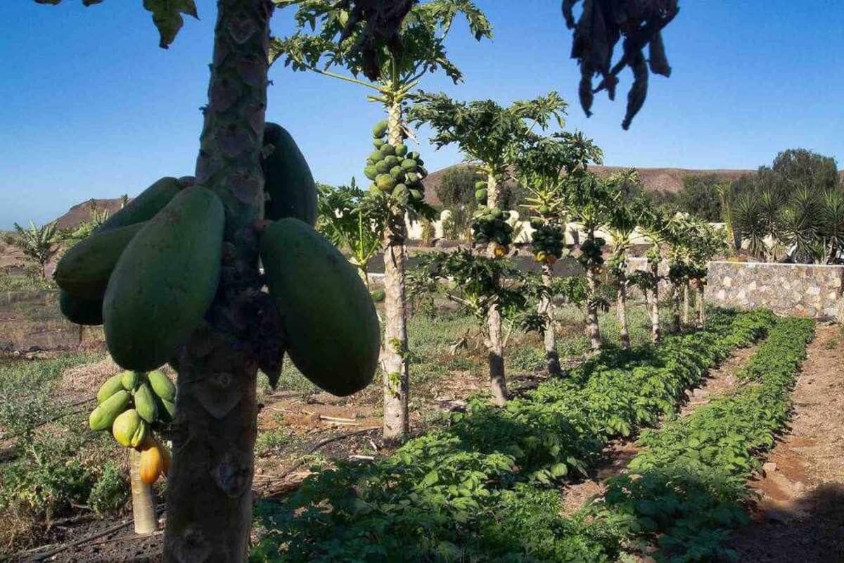 9 soveværelse Finca/Landehus til salg i La Pared med garage - € 1.500.000 (Ref: 8899656)