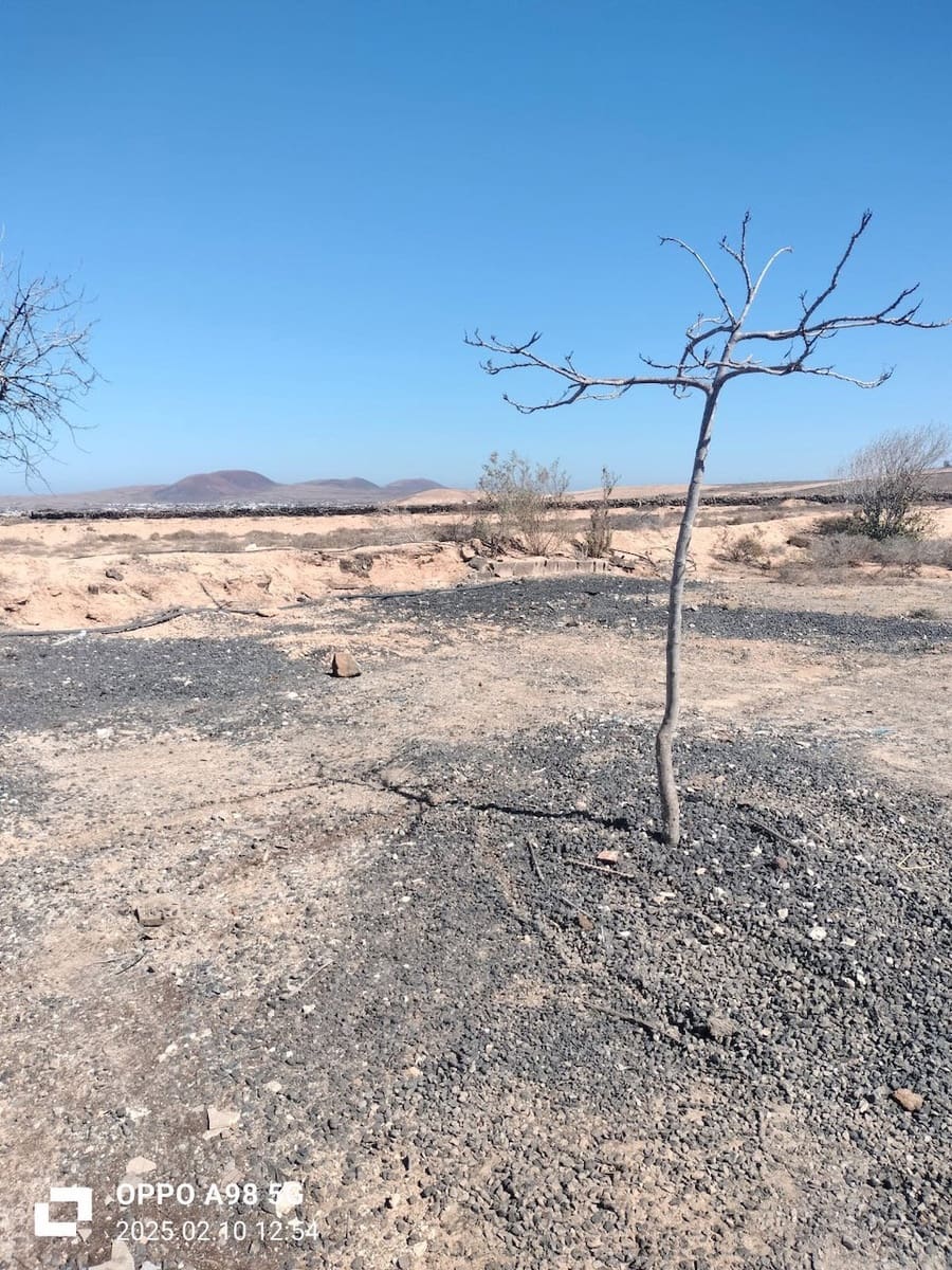 Terre non Aménagée à vendre à Lajares - 49 000 € (Ref: 9074249)