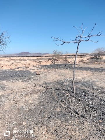 Terre non Aménagée à vendre à Lajares, La Oliva - 49 000 € (Ref: 9074249)
