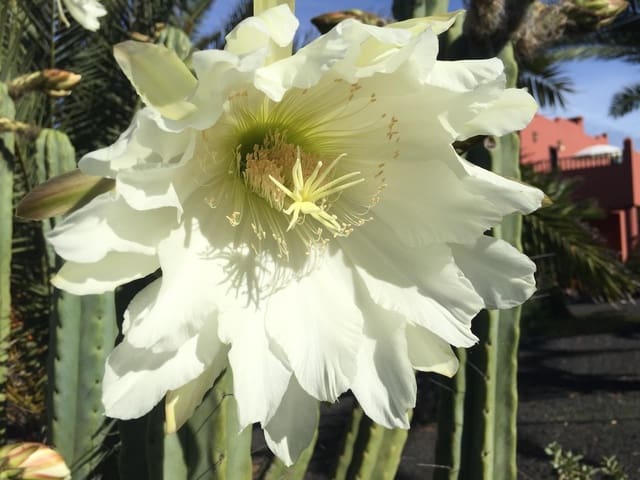 1 slaapkamer Appartement te koop in Corralejo, La Oliva met zwembad - € 210.000 (Ref: 9487924)