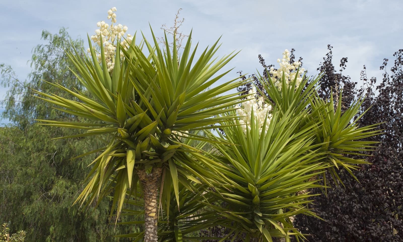 6 soverom Finca/Herregård til salgs i Macisvenda med svømmebasseng garasje - € 544 500 (Ref: 8532327)