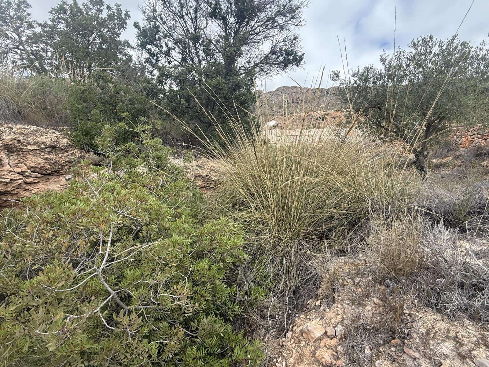 Rakentamaton maa myytävänä paikassa La Romana - 12 000 € (Ref: 9288512)