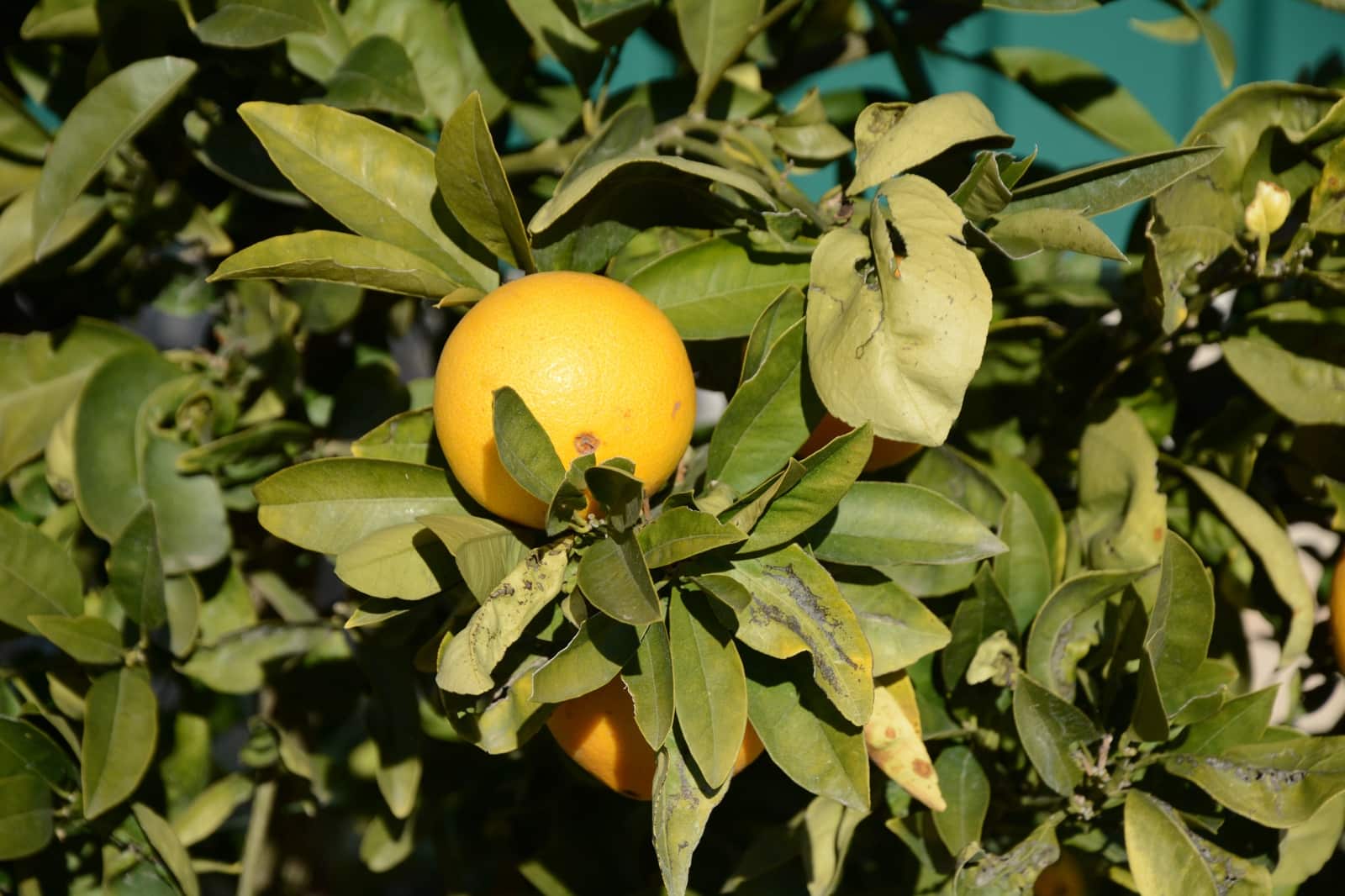 3 makuuhuone Huvila myytävänä paikassa Abanilla mukana uima-altaan 
autotalli - 349 000 € (Ref: 9498013)