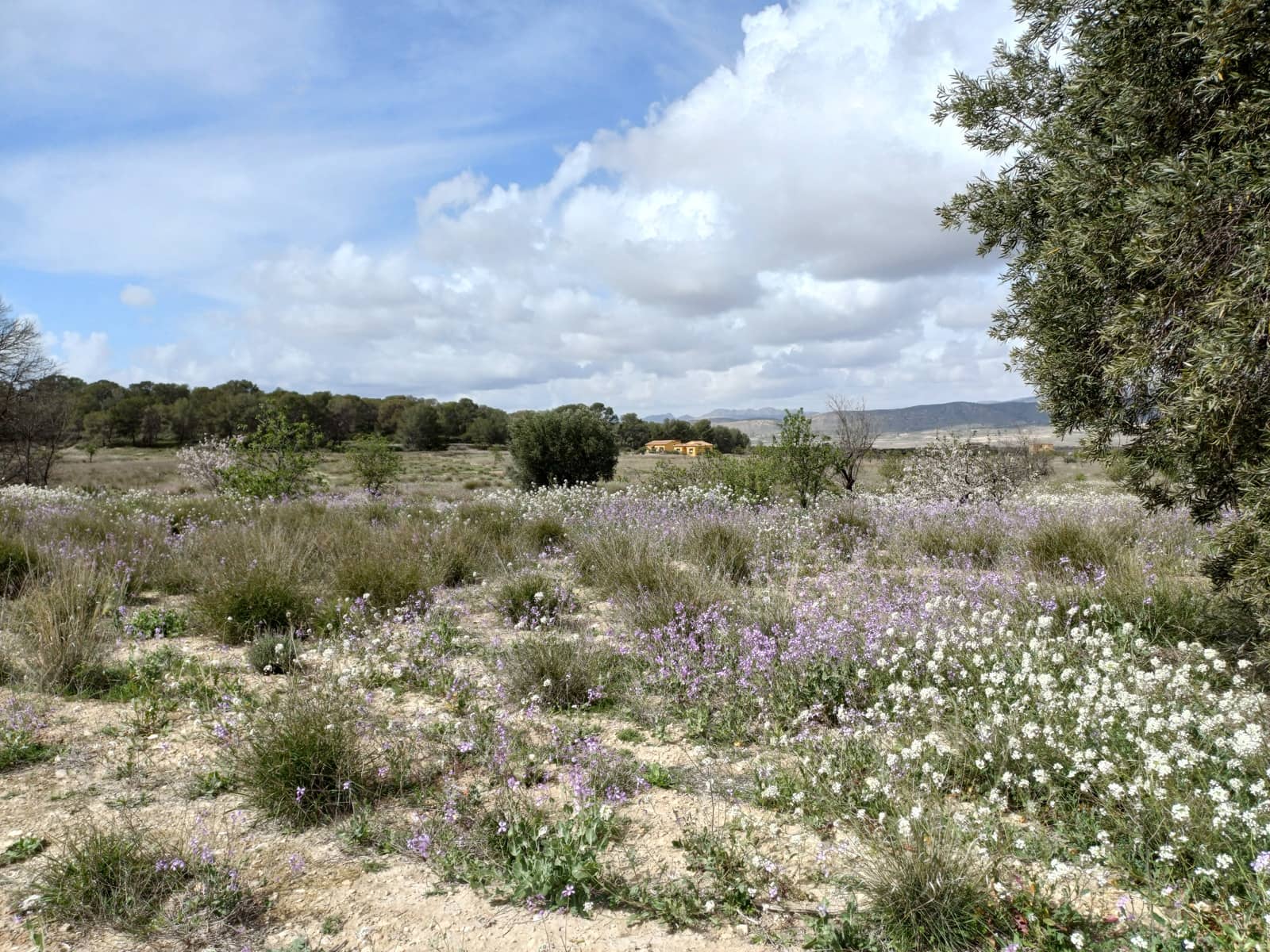 3 sovrum Finca/Hus på landet till salu i Abanilla med garage - 82 000 € (Ref: 9665355)