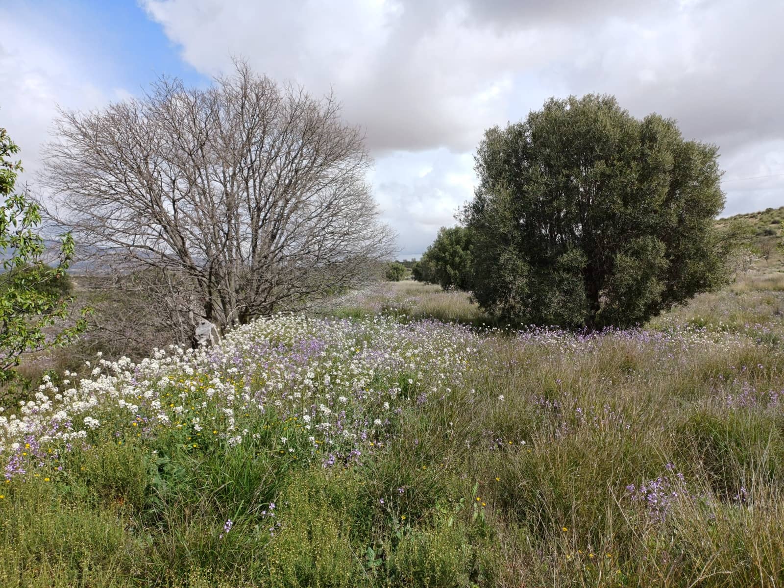 3 sovrum Finca/Hus på landet till salu i Abanilla med garage - 82 000 € (Ref: 9665355)