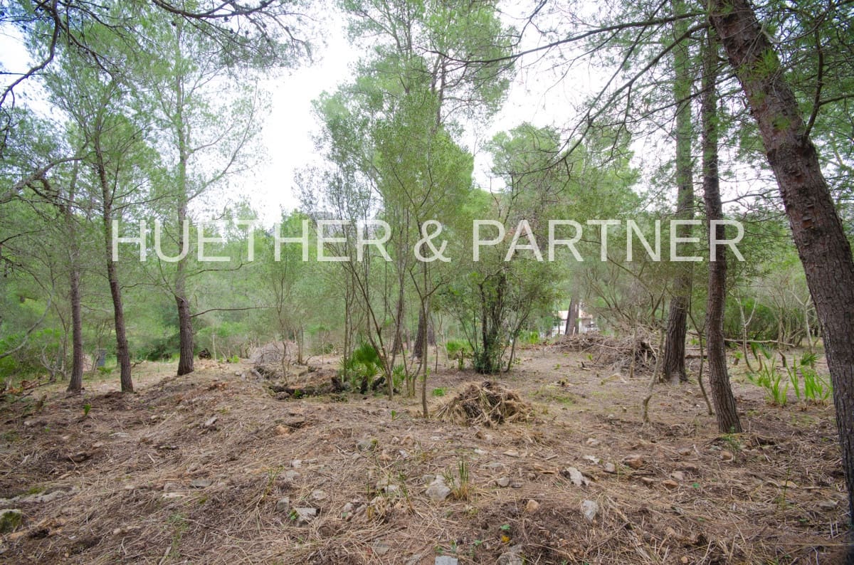 Terre non Aménagée à vendre à Betlem - 220 000 € (Ref: 5749247)