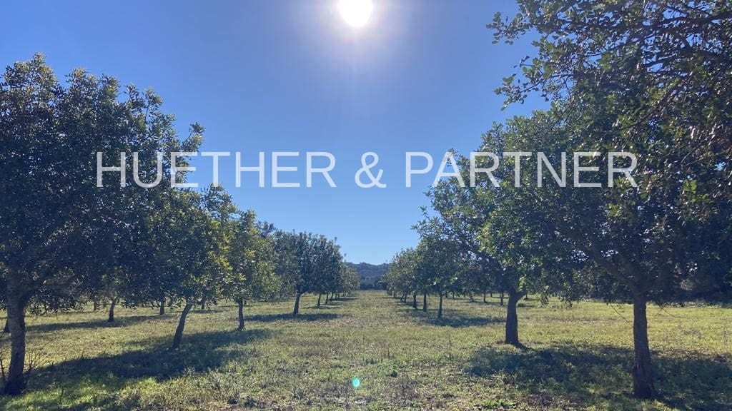 Ubebygd land til salgs i Manacor - € 500 000 (Ref: 7375075)