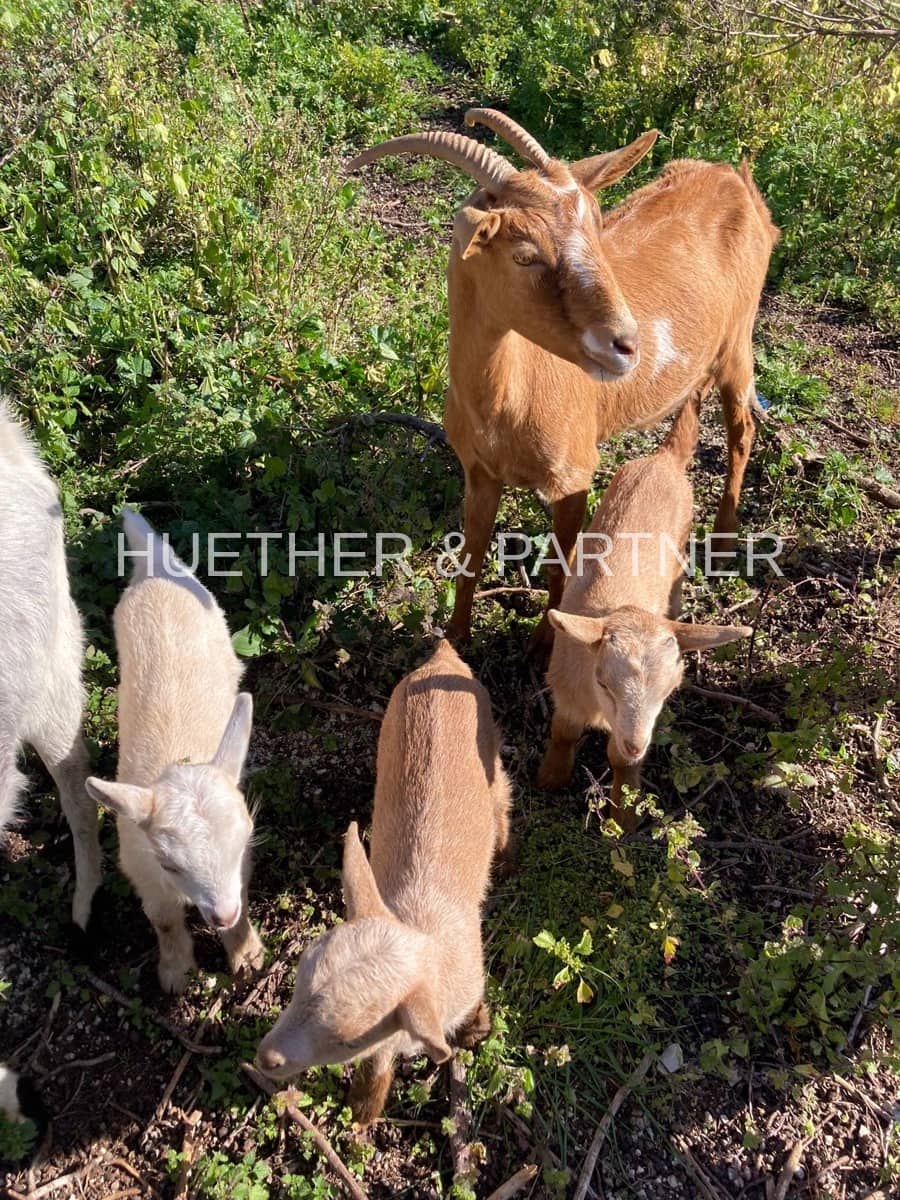 3 soveværelse Finca/Landehus til salg i Manacor - € 470.000 (Ref: 7389787)