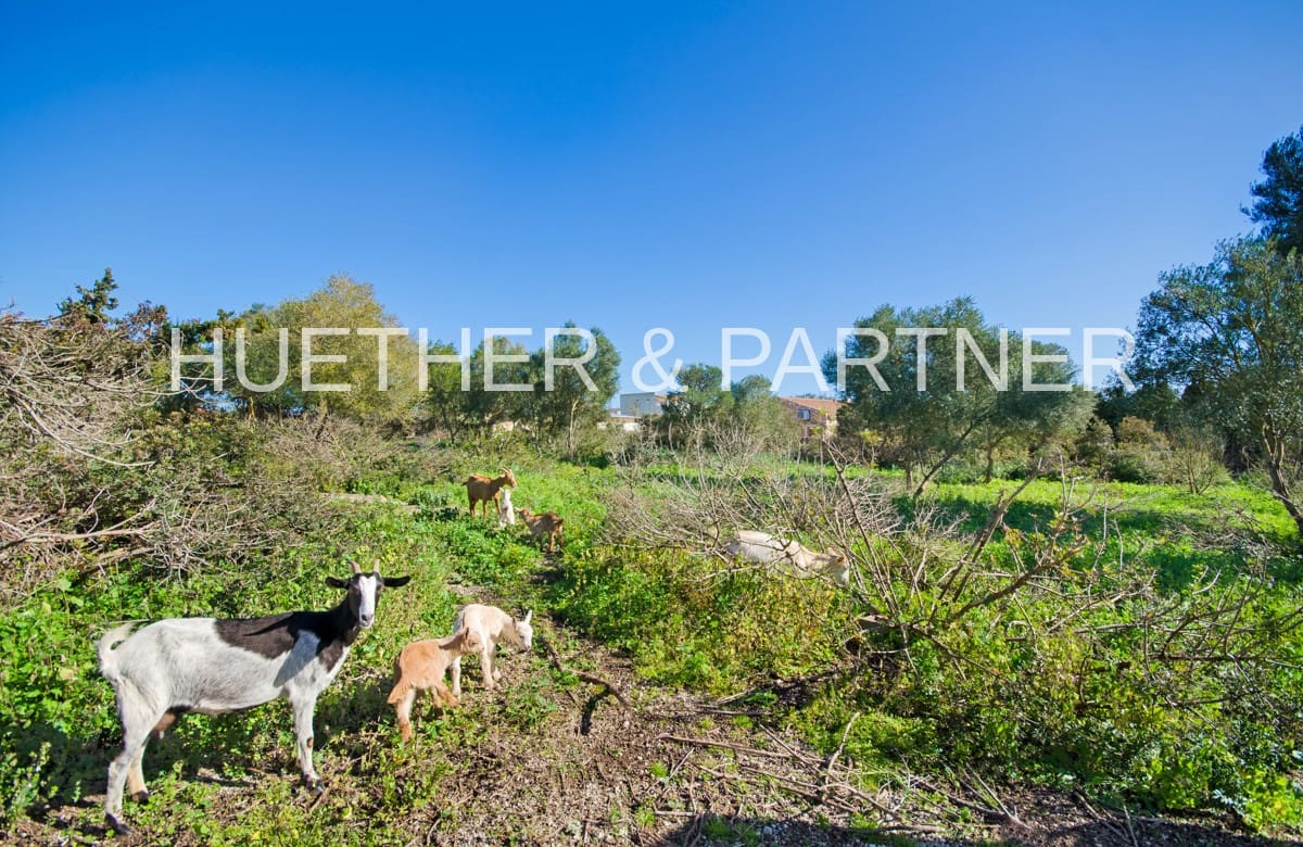 3 soveværelse Finca/Landehus til salg i Manacor - € 470.000 (Ref: 7389787)