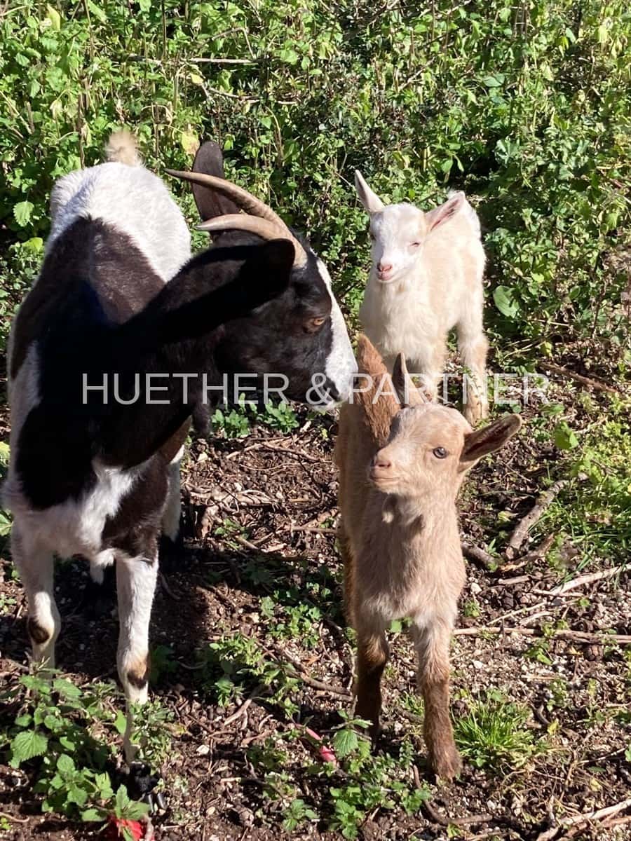 3 soveværelse Finca/Landehus til salg i Manacor - € 470.000 (Ref: 7389787)