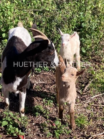 3 makuuhuone Maalaistalo myytävänä paikassa Manacor - 470 000 € (Ref: 7389787)