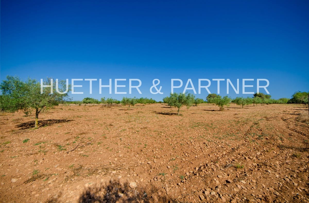 Mark till salu i Manacor - 220 000 € (Ref: 8349143)