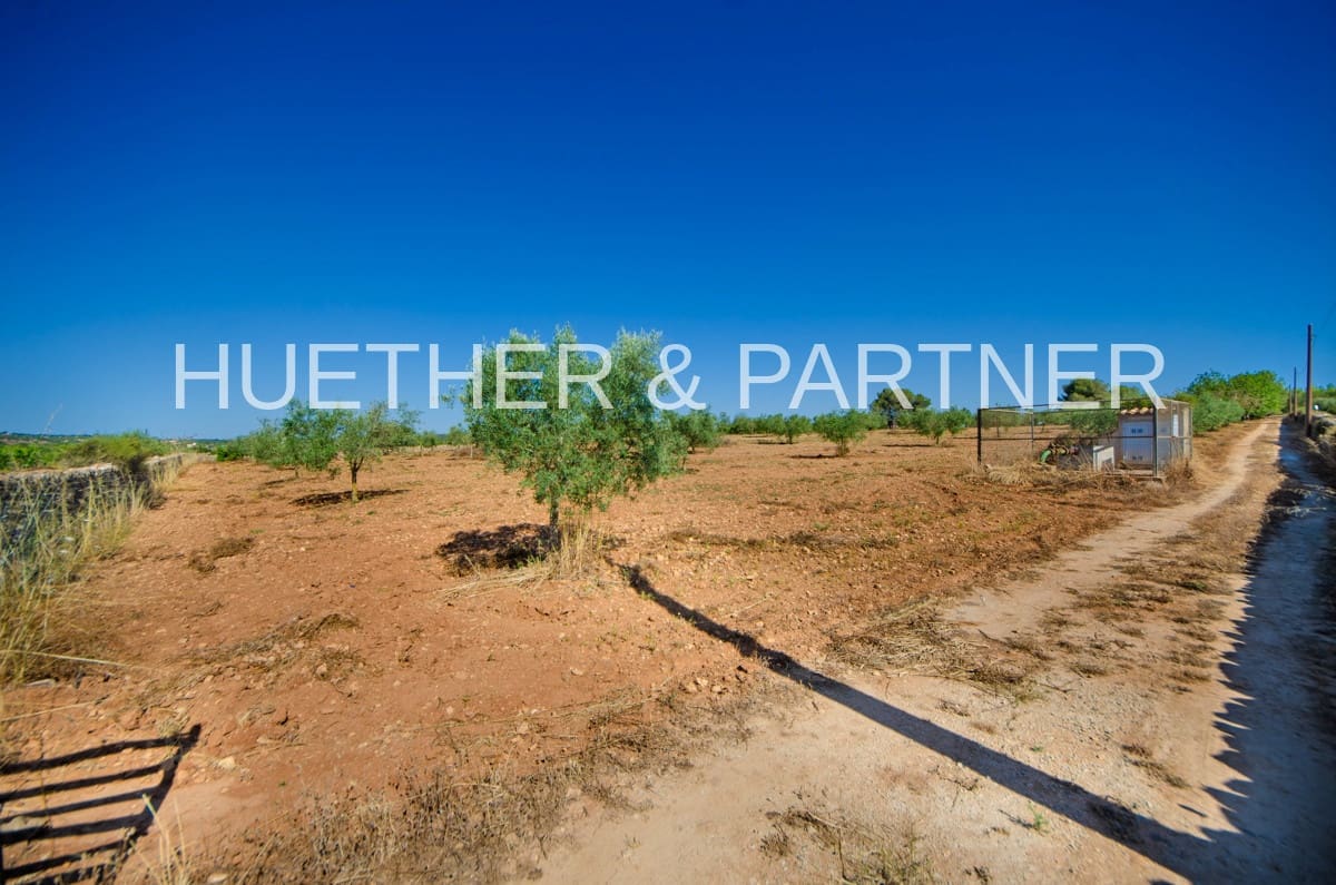 Mark till salu i Manacor - 220 000 € (Ref: 8349143)