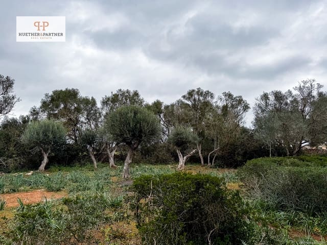 Terre non Aménagée à vendre à Felanitx - 675 000 € (Ref: 8844884)