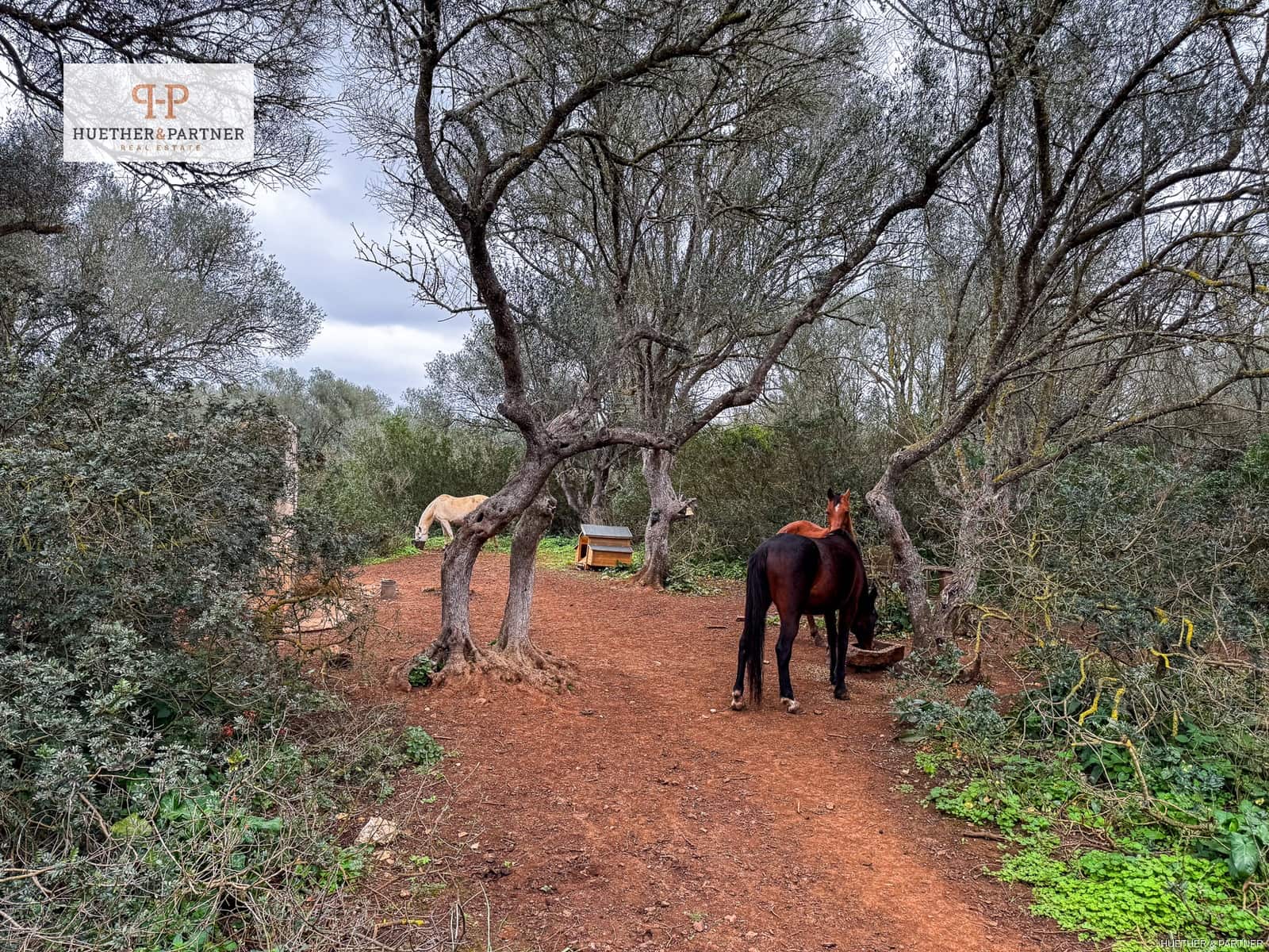 Terre non Aménagée à vendre à Felanitx - 675 000 € (Ref: 8844884)