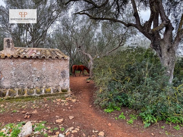 Terre non Aménagée à vendre à Felanitx - 675 000 € (Ref: 8844884)