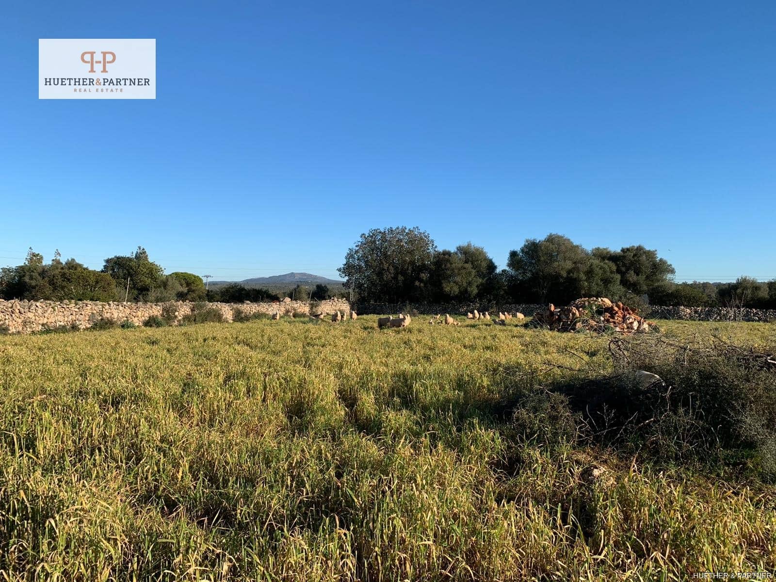 Rakentamaton maa myytävänä paikassa Santa Margalida - 295 000 € (Ref: 9004706)