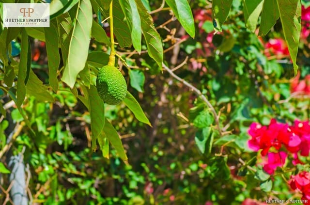 4 bedroom Finca/Country House for sale in La Indoteria (Rural), Palma de Mallorca - € 1,995,000 (Ref: 9073850)