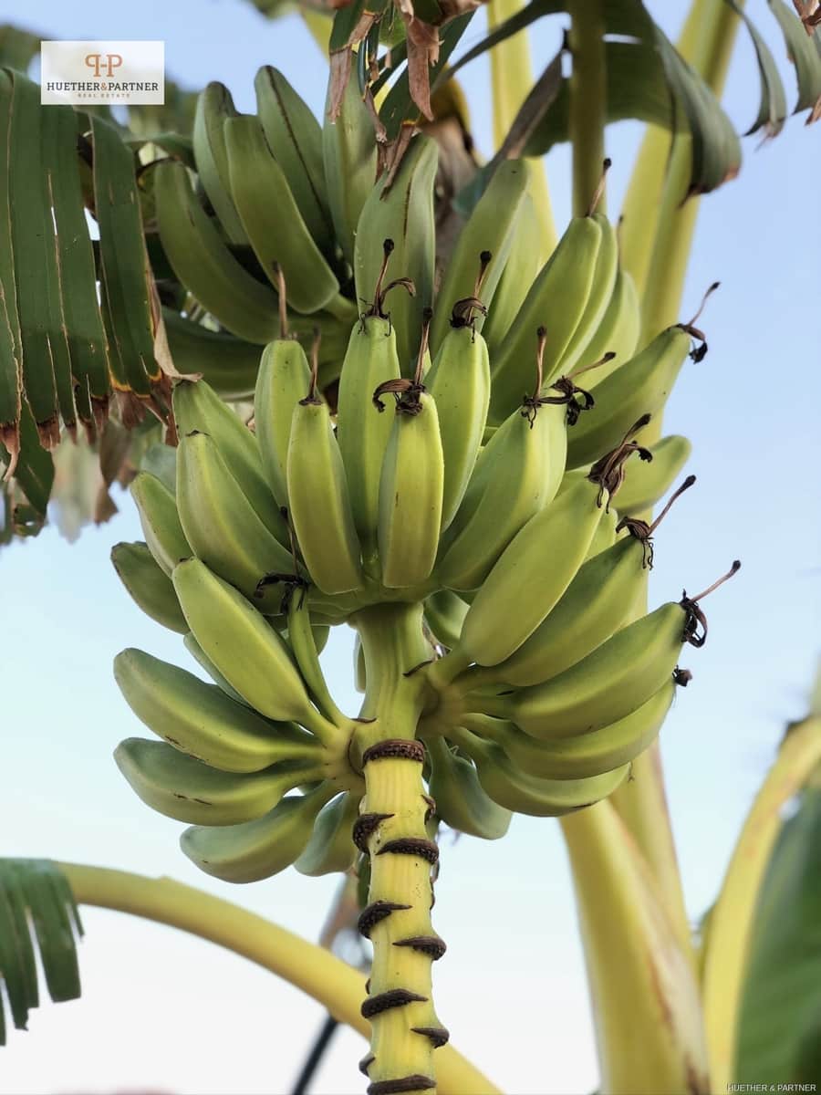 5 bedroom Finca/Country House for sale in Llucmajor - € 2,200,000 (Ref: 9180294)