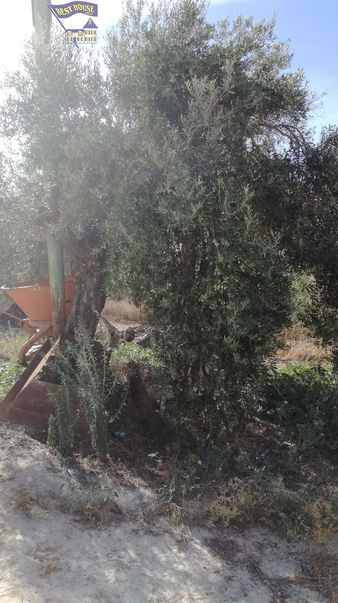 10 soveværelse Finca/Landehus til salg i Arcos de la Frontera med swimmingpool - € 350.000 (Ref: 3595751)