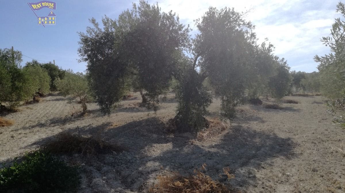 10 soveværelse Finca/Landehus til salg i Arcos de la Frontera med swimmingpool - € 350.000 (Ref: 3595751)