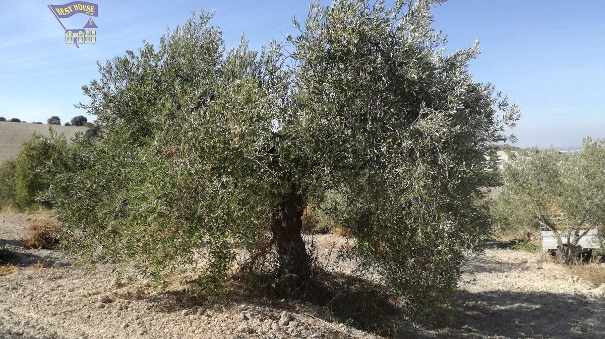 10 soveværelse Finca/Landehus til salg i Arcos de la Frontera med swimmingpool - € 350.000 (Ref: 3595751)