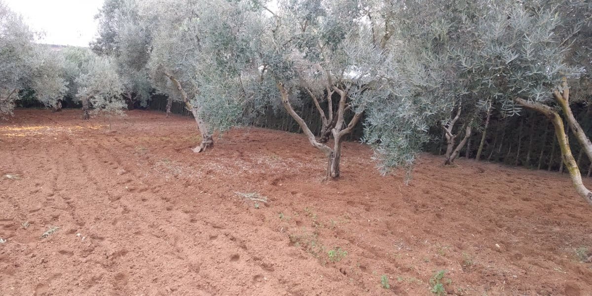 2 soverom Finca/Herregård til salgs i Arcos de la Frontera med svømmebasseng - € 225 000 (Ref: 4987654)