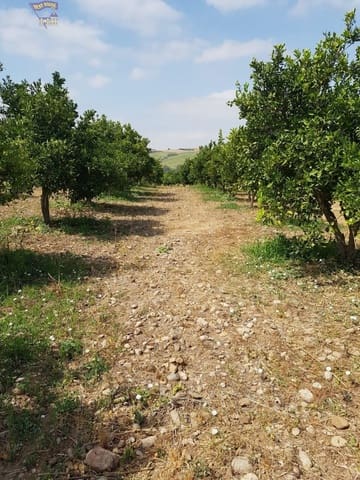 Landgrundstück zu verkaufen in Arcos de la Frontera - 124.000 € (Ref: 6194140)