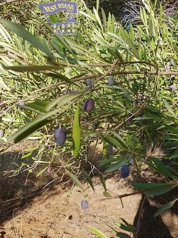 Terreno Não Urbanizado para venda em Bornos - 394 000 € (Ref: 8874711)