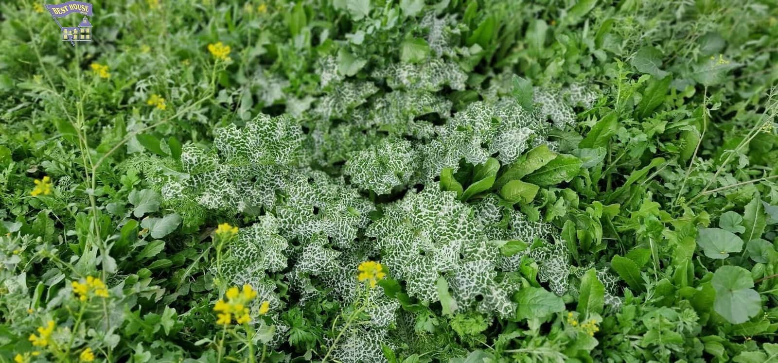 Undeveloped Land for sale in Arcos de la Frontera - € 185,000 (Ref: 9042517)