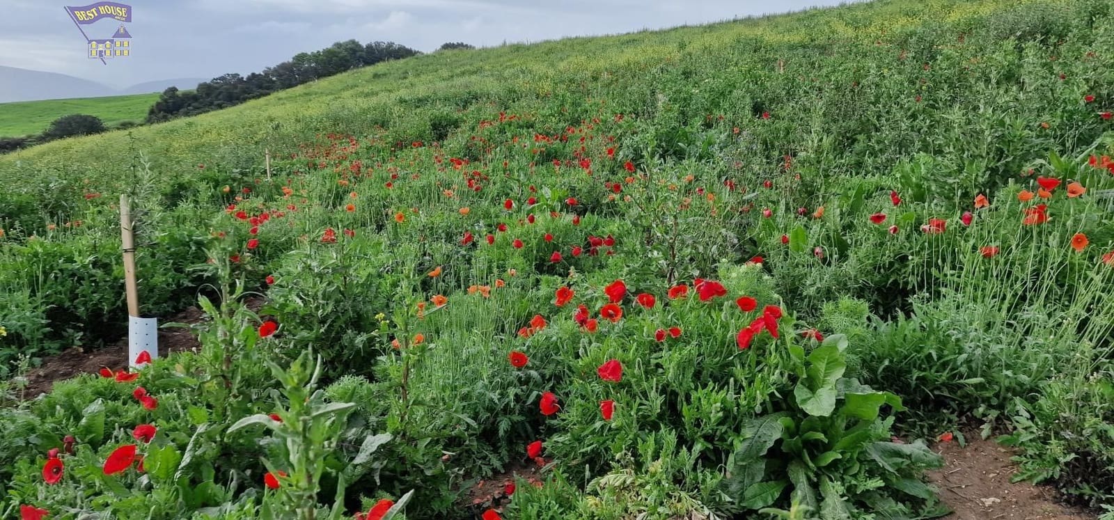 Undeveloped Land for sale in Arcos de la Frontera - € 185,000 (Ref: 9042517)