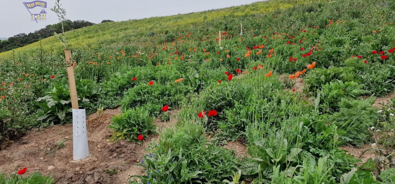 Undeveloped Land for sale in Arcos de la Frontera - € 185,000 (Ref: 9042517)