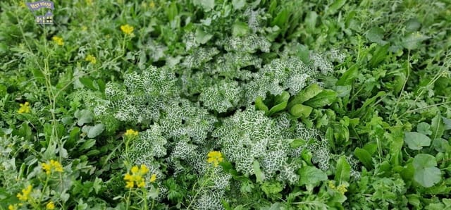 Grunde uden byggetilladelser til salg i Arcos de la Frontera - € 185.000 (Ref: 9042517)