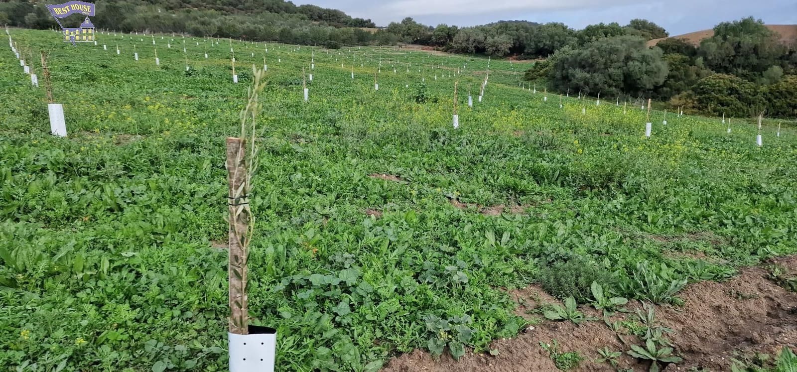 Undeveloped Land for sale in Arcos de la Frontera - € 185,000 (Ref: 9042517)