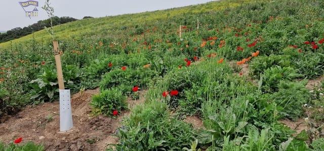 Grunde uden byggetilladelser til salg i Arcos de la Frontera - € 185.000 (Ref: 9042517)