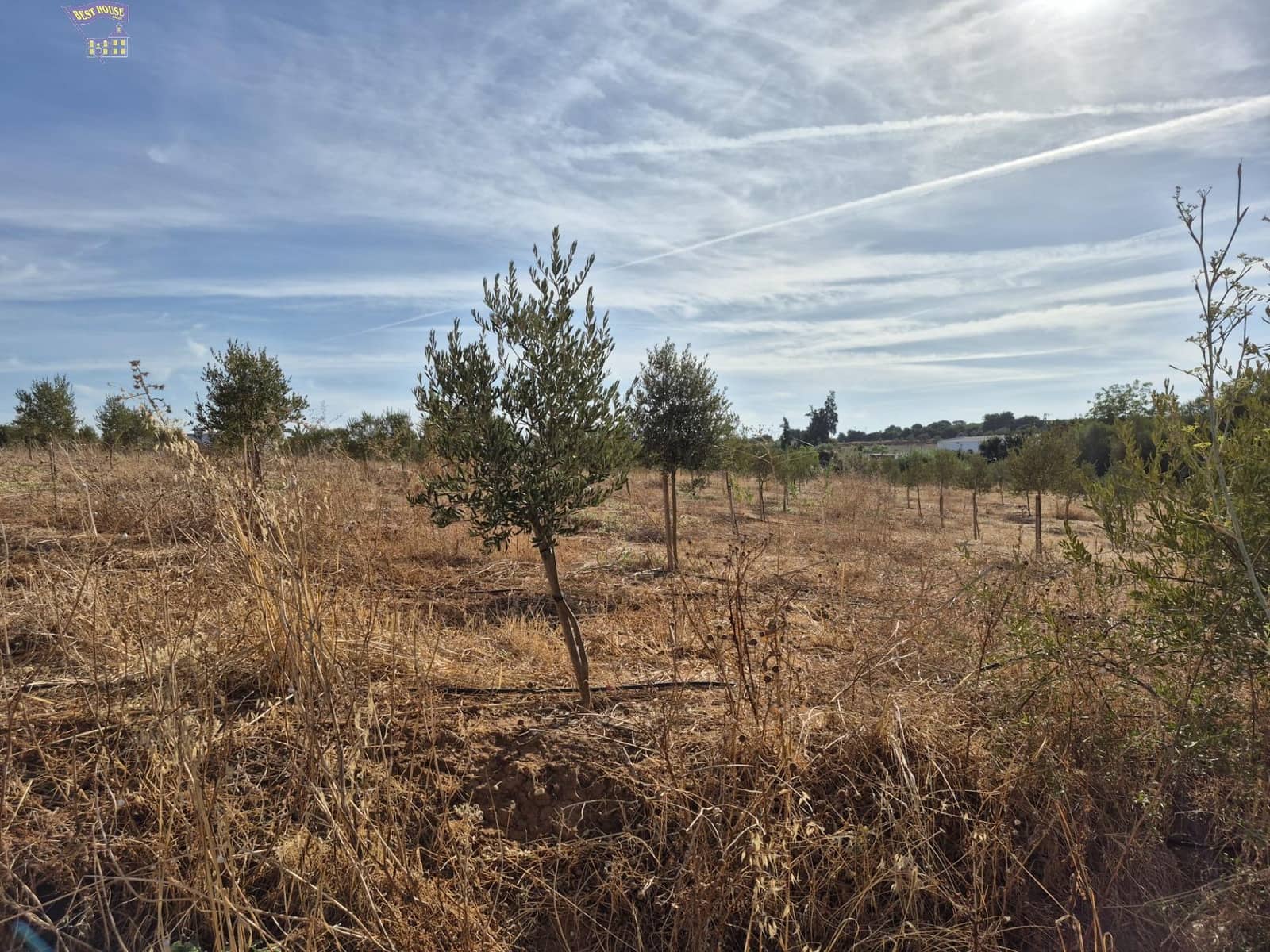 4 quarto Quinta/Casa Rural para venda em Arcos de la Frontera - 350 000 € (Ref: 9276521)