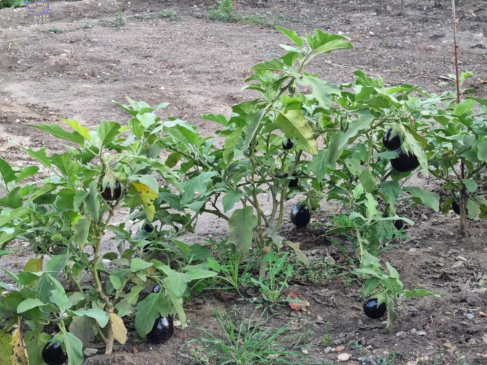 4 chambre Finca/Maison de Campagne à vendre à Arcos de la Frontera - 215 000 € (Ref: 9362536)