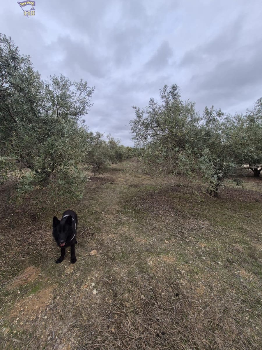 3 bedroom Finca/Country House for sale in Arcos de la Frontera - € 299,900 (Ref: 9413980)