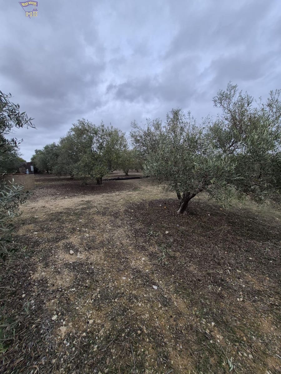 3 bedroom Finca/Country House for sale in Arcos de la Frontera - € 299,900 (Ref: 9413980)