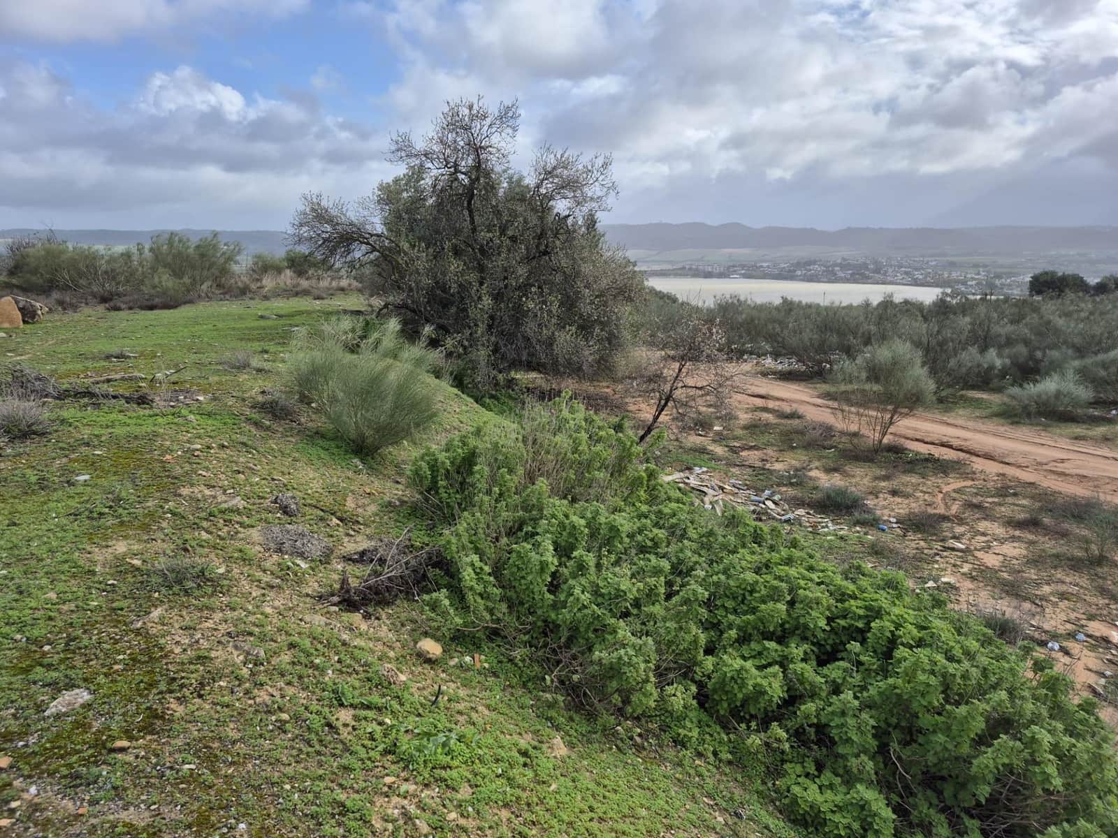 Undeveloped Land for sale in Arcos de la Frontera - € 350,000 (Ref: 9596391)