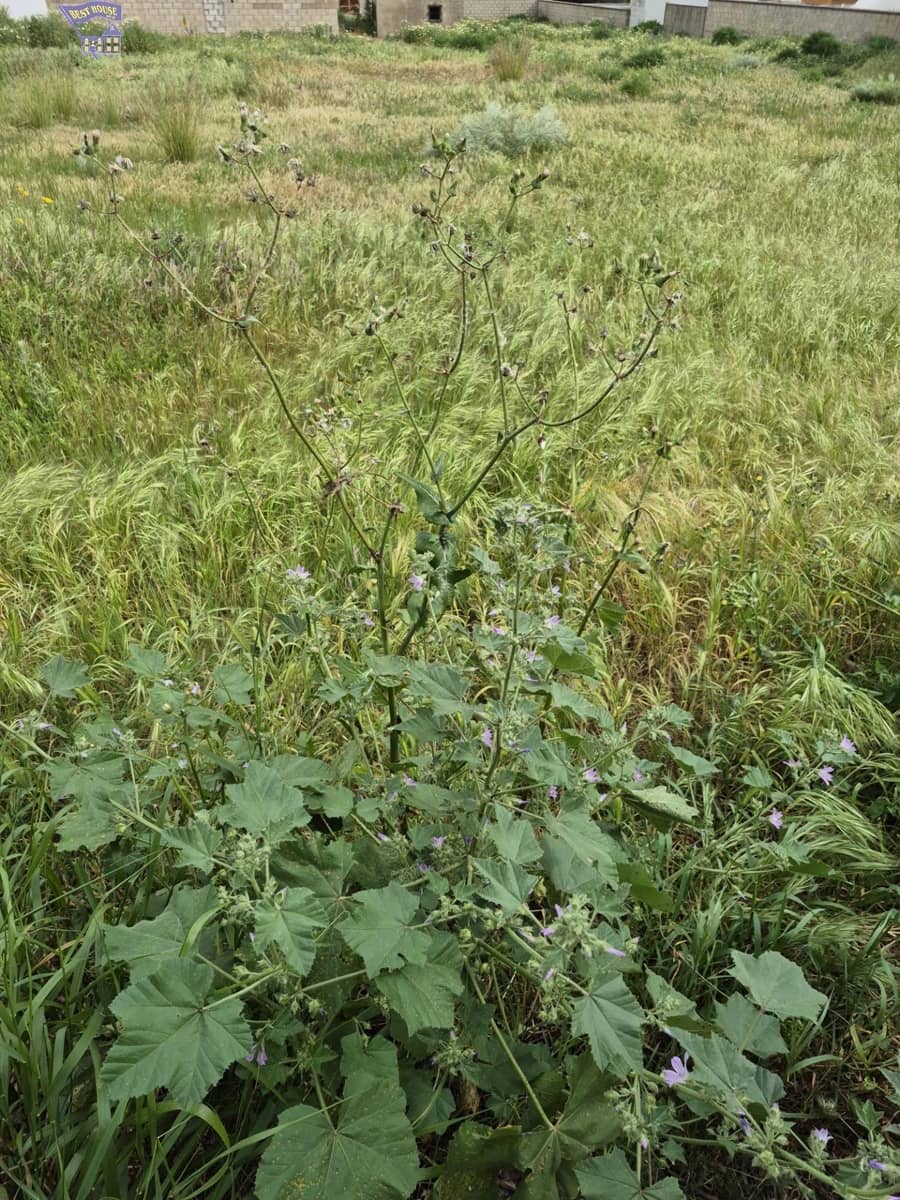 Terrain à Bâtir à vendre à Arcos de la Frontera - 325 000 € (Ref: 9762153)