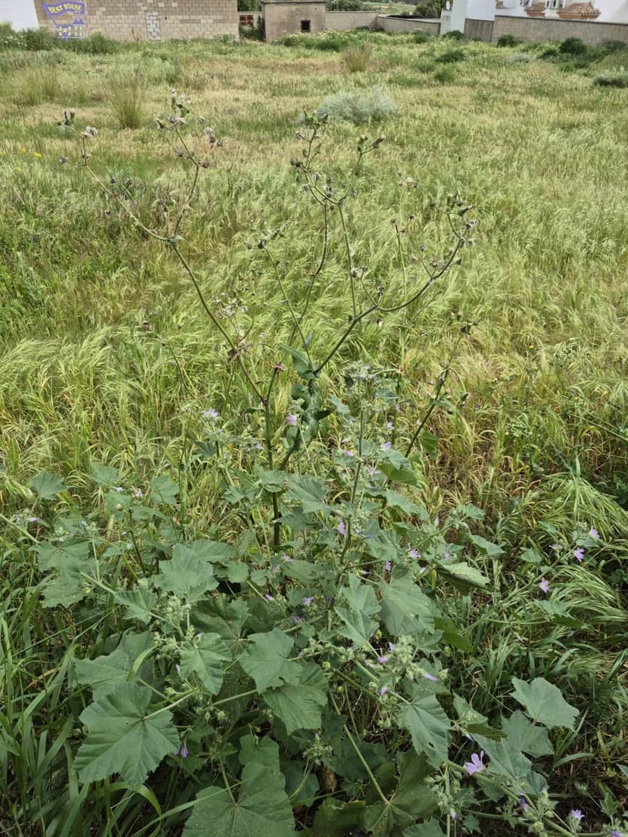 Terrain à Bâtir à vendre à Arcos de la Frontera - 325 000 € (Ref: 9762153)