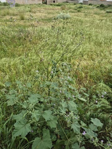 Terrain à Bâtir à vendre à Arcos de la Frontera - 325 000 € (Ref: 9762153)