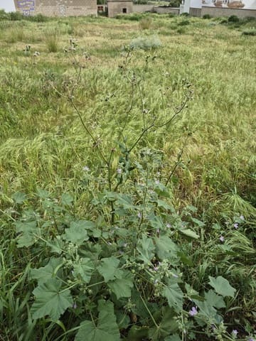 Terrain à Bâtir à vendre à Arcos de la Frontera - 325 000 € (Ref: 9762153)